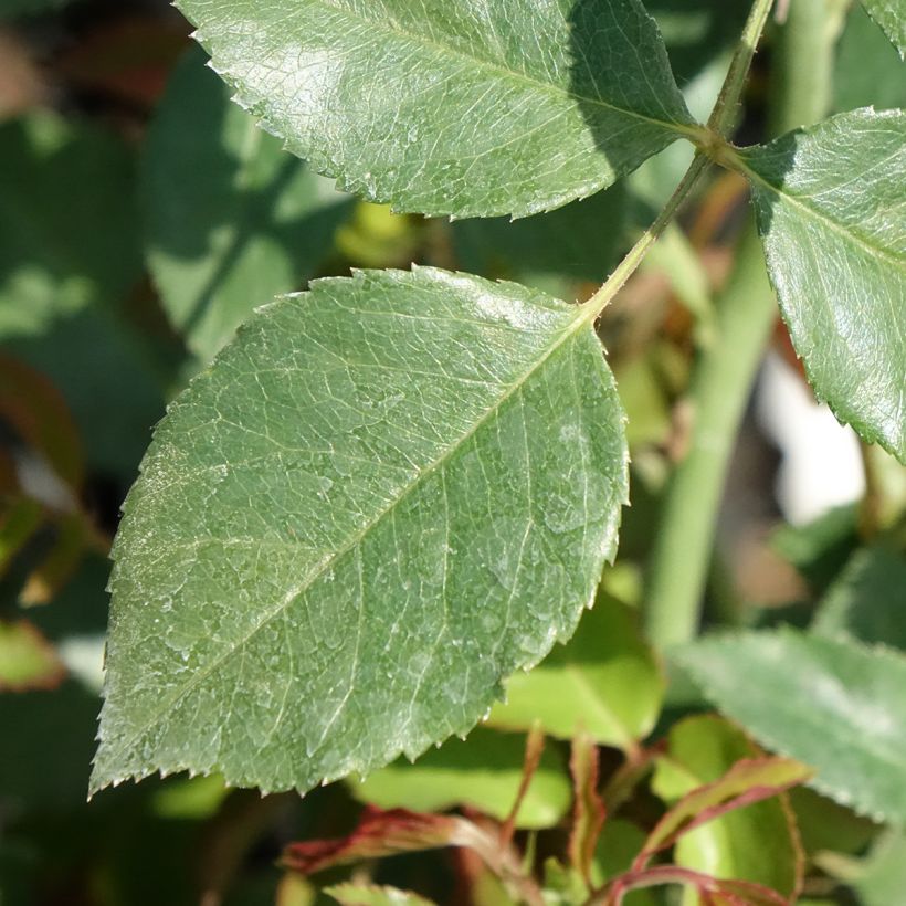Rosa Sabrina - Klimroos (Blad)