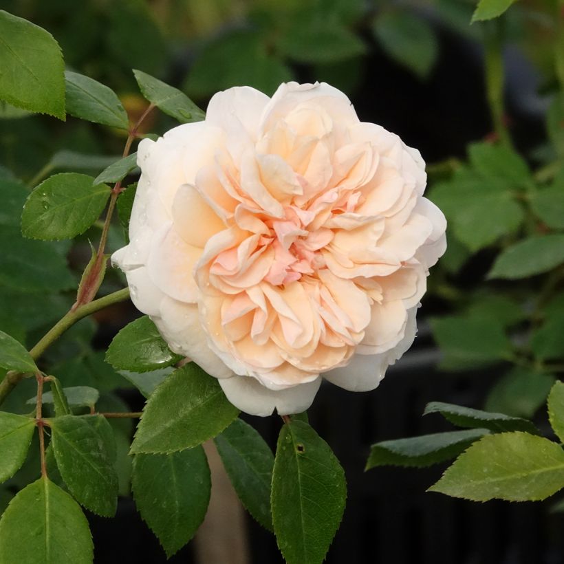 Rosa Sabrina - Klimroos (Bloei)