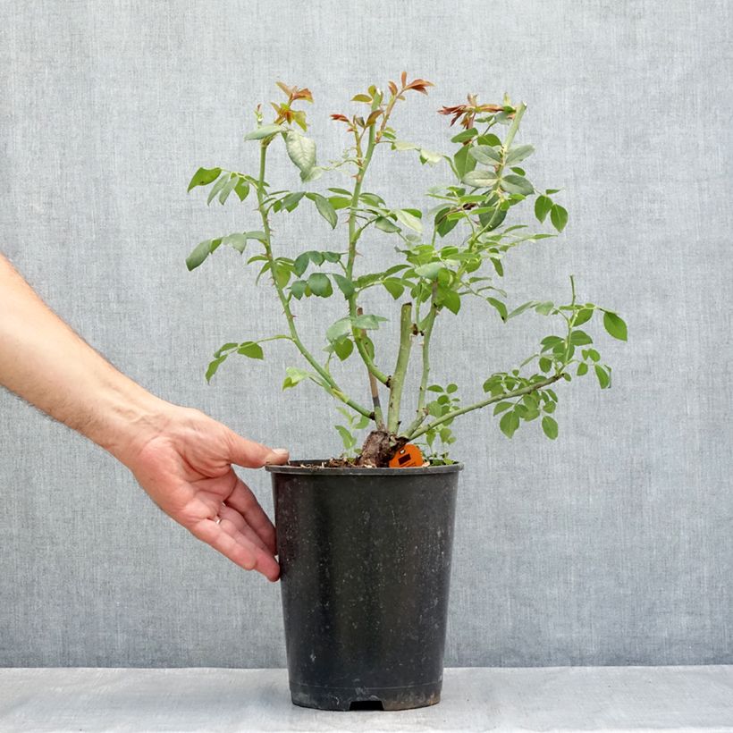 Exemplaar van Rosa Sabrina - Klimroos Pot van 4 l/5 l zoals geleverd in de zomer