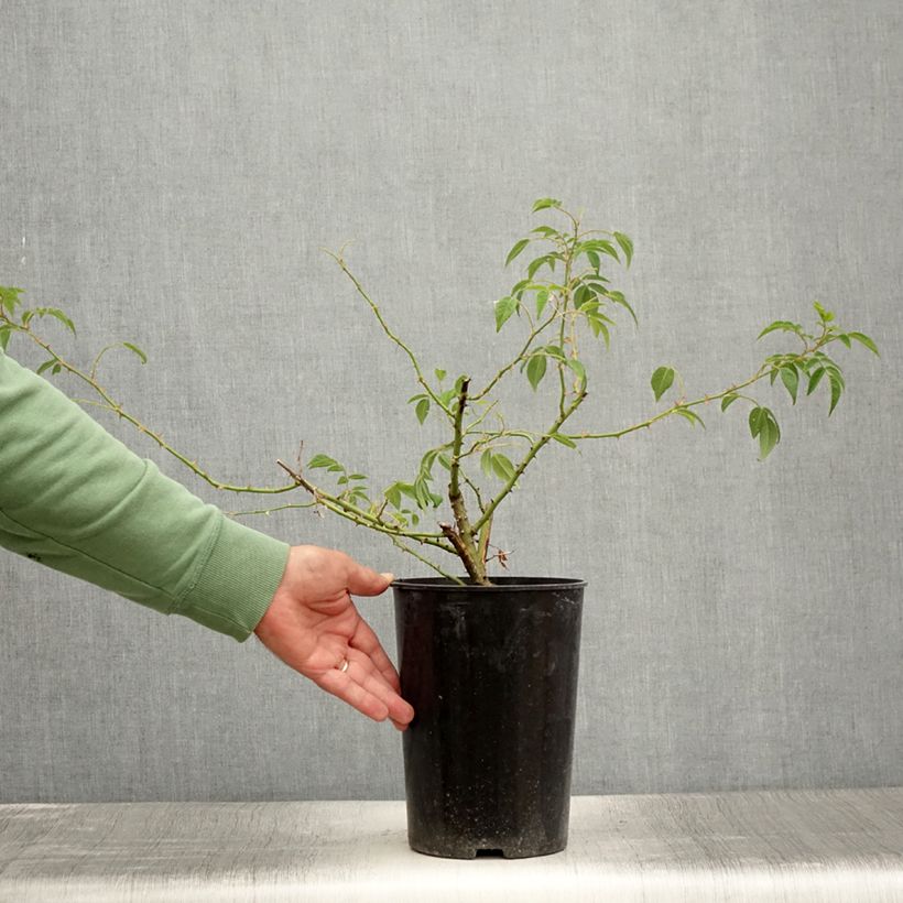 Exemplaar van Rosa Seagull - Klimroos Pot van 4 l/5 l zoals geleverd in de zomer