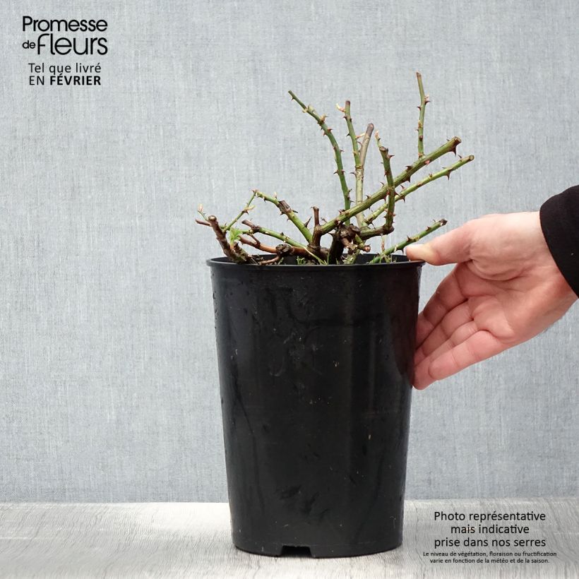 Example of Rosa Seagull - Klimroos Pot van 4 l/5 l as you get in hiver