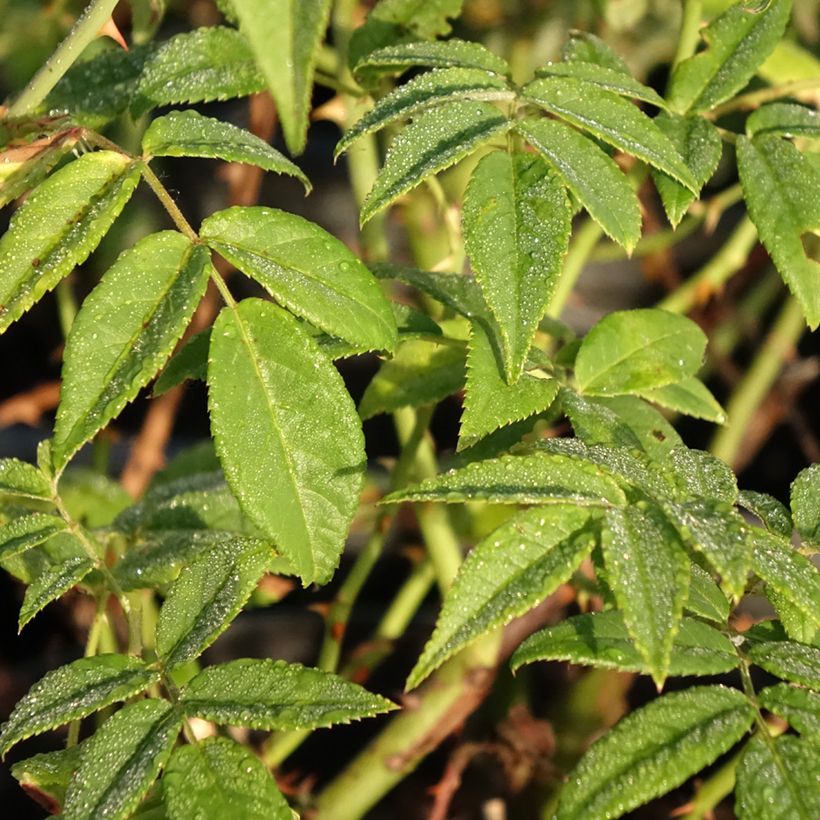 Rosa Seagull - Klimroos (Blad)