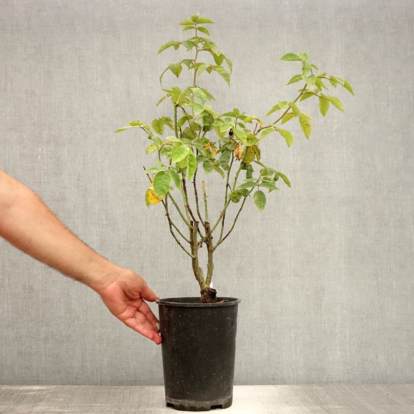 Exemplaar van Rosa Seven Sisters - Klimroos Pot van 4 l/5 l zoals geleverd in de zomer