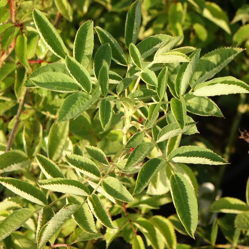 Rosa Crimson Siluetta - Klimroos (Blad)