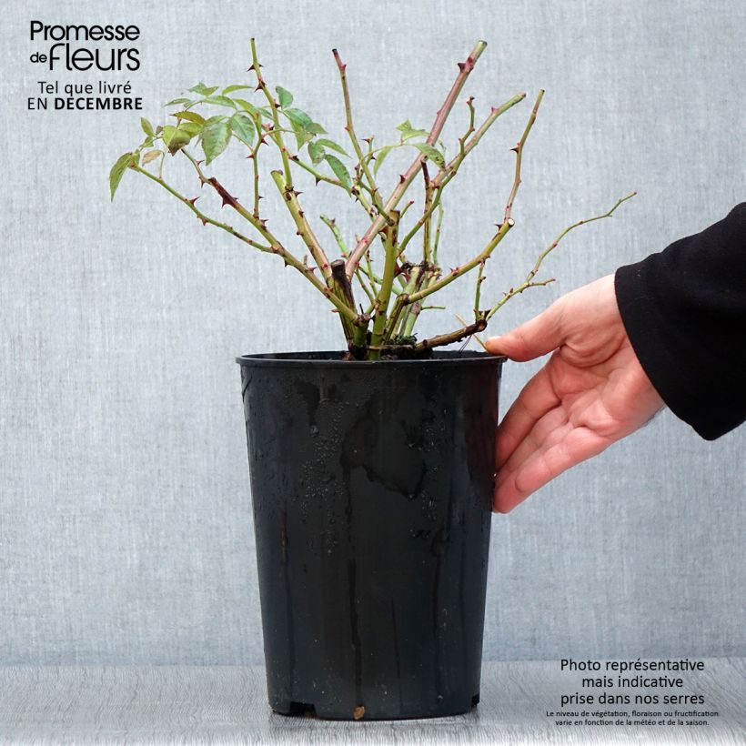 Exemplaar van Rosa Lavender Siluetta - Klimroos Pot van 4 l/5 l zoals geleverd in de herfst