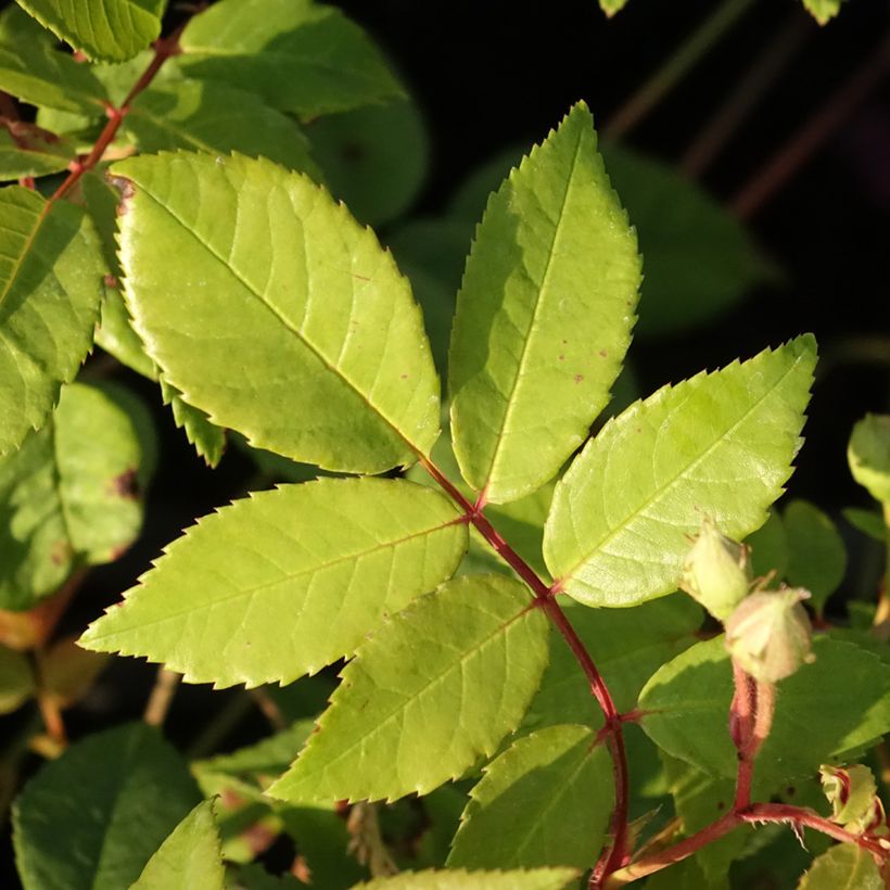 Rosa Romantic Siluetta - Klimroos (Blad)