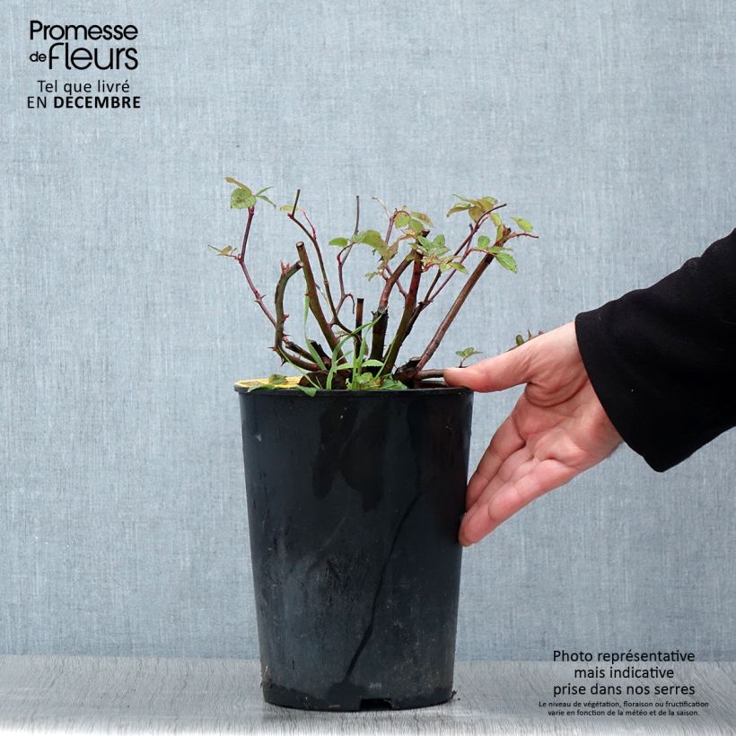 Exemplaar van Rosier grimpant Siluetta Romantic Pot de 4L/5L zoals geleverd in de herfst