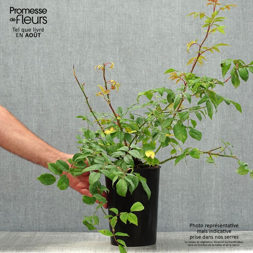 Exemplaar van Rosa Romantic Siluetta - Klimroos Pot van 4 l/5 l zoals geleverd in de zomer