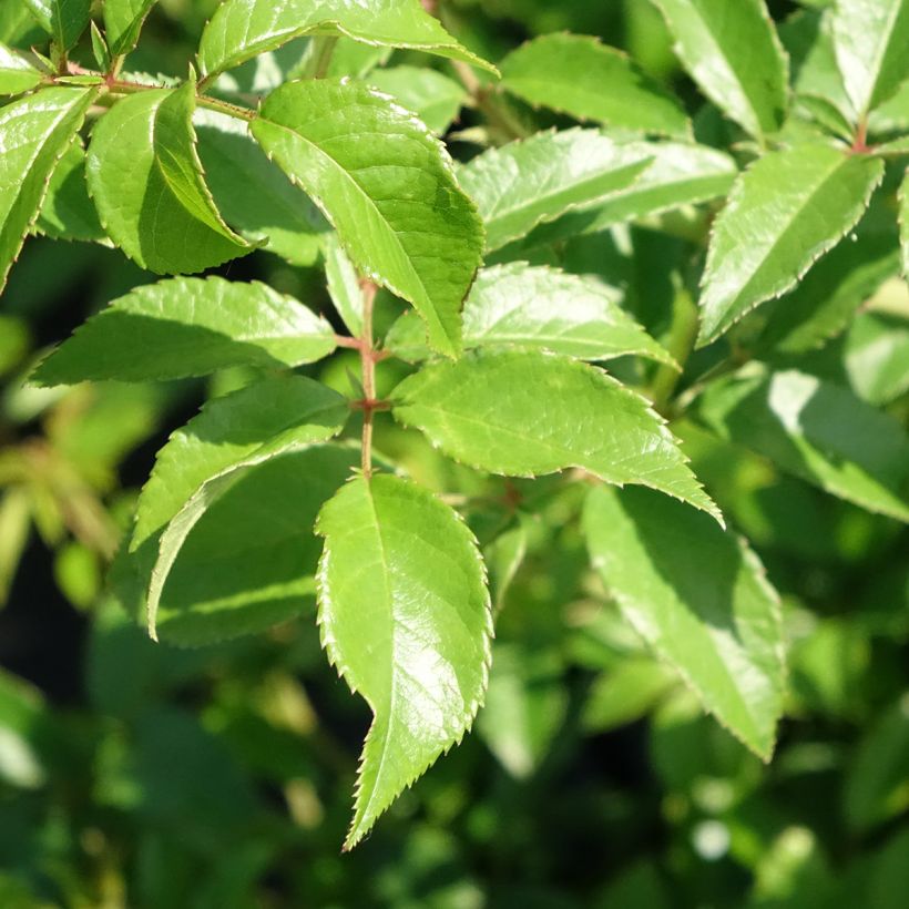 Rosa Sunny Siluetta - Klimroos (Blad)