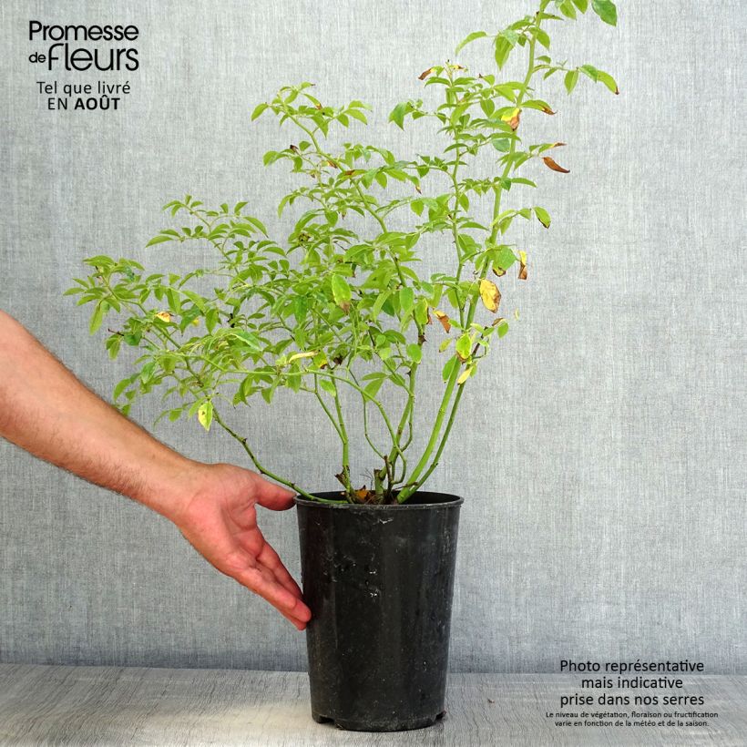 Exemplaar van Rosa Sunny Siluetta - Klimroos Pot van 4 l/5 l zoals geleverd in de zomer