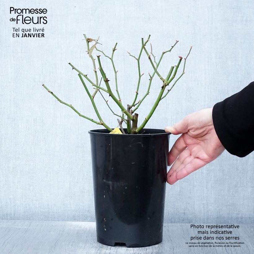 Exemplaar van Rosier grimpant Siluetta Sunny Pot de 4L/5L zoals geleverd in de winter