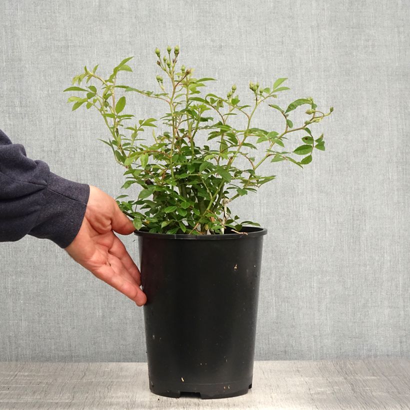 Example of Rosa Sunny Siluetta - Klimroos Pot van 4 l/5 l as you get in printemps