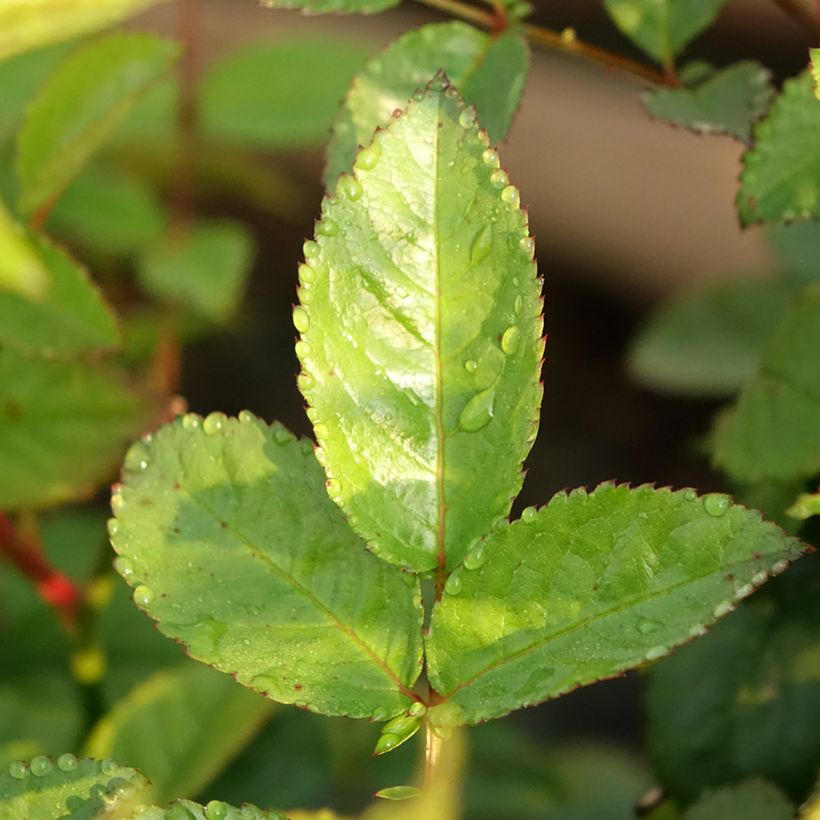 Rosa Sweet Siluetta - Klimroos (Blad)