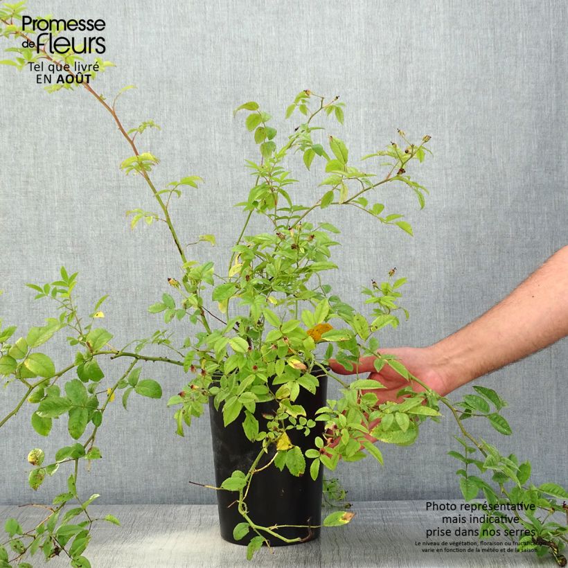 Exemplaar van Rosa Sweet Siluetta - Klimroos Pot van 4 l/5 l zoals geleverd in de zomer