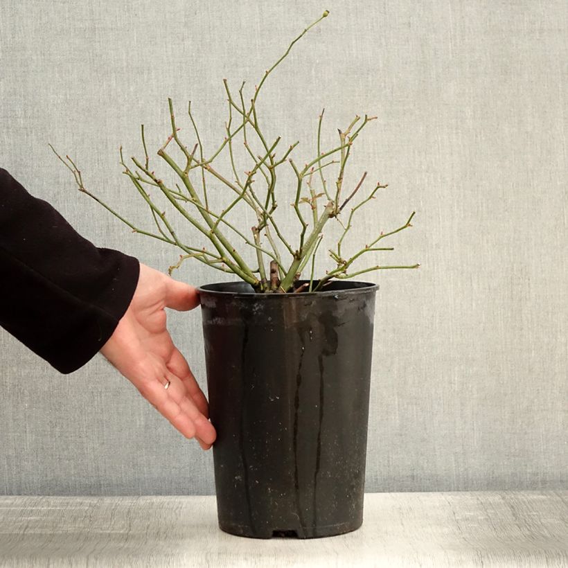 Example of Rosa Sweet Siluetta - Klimroos Pot van 4 l/5 l as you get in hiver