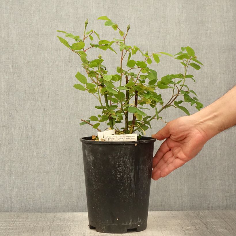 Example of Rosa Sourire de Isabel - Klimroos Pot van 4 l/5 l as you get in printemps