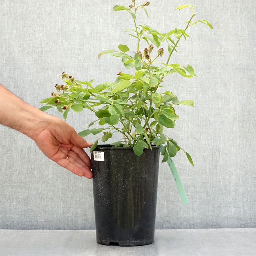 Example of Rosa Sourire d'Orchidée - Klimroos Pot van 4 l/5 l as you get in ete