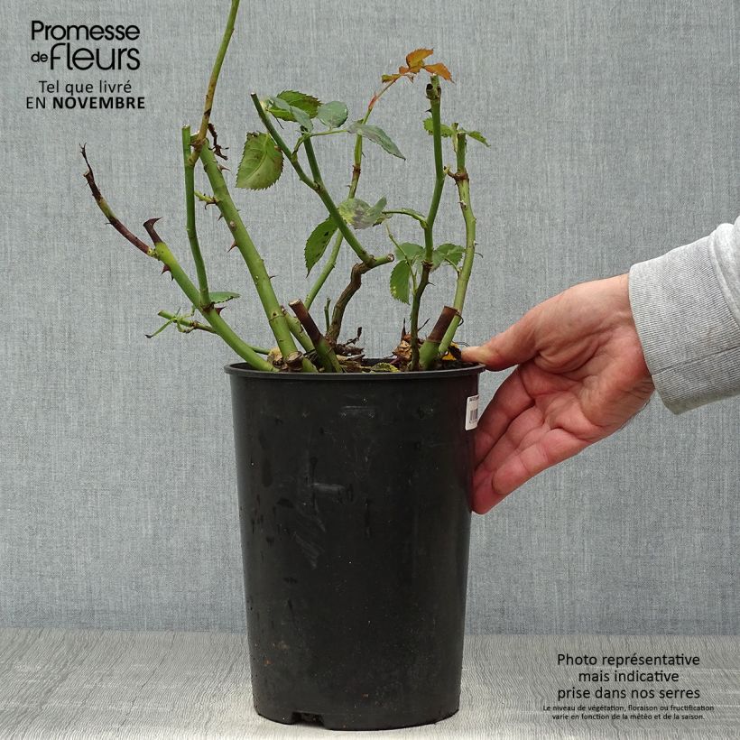 Exemplaar van Rosa Sympathie - Klimroos Pot van 4 l/5 l zoals geleverd in de herfst