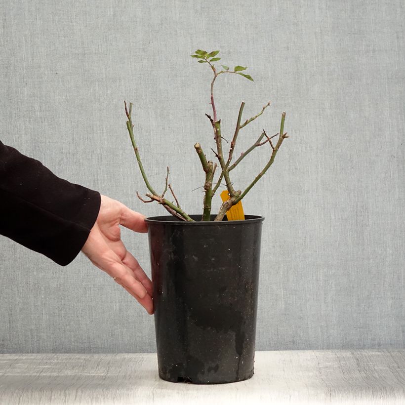 Exemplaar van Rosier grimpant Sympathie Pot de 4L/5L zoals geleverd in de winter