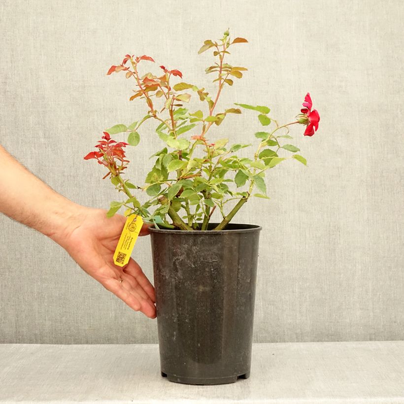 Exemplaar van Rosa Sympathie - Klimroos Pot van 4 l/5 l zoals geleverd in de zomer