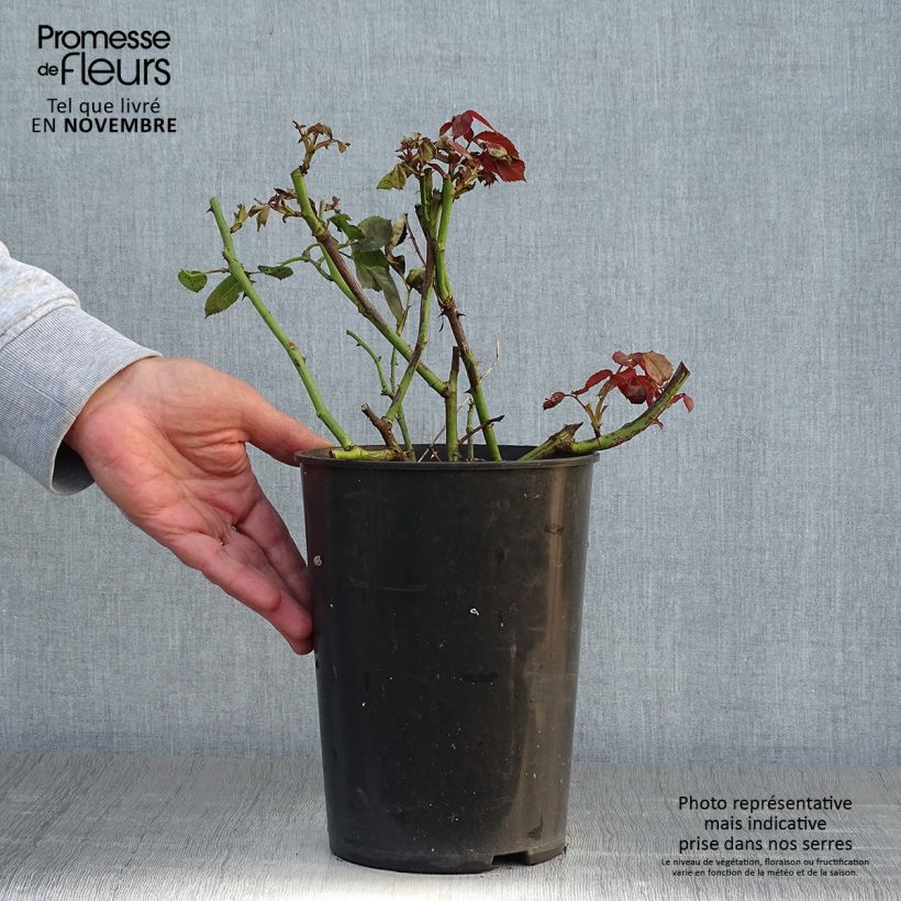 Exemplaar van Rosier grimpant That's Jazz Pot de 4L/5L zoals geleverd in de herfst