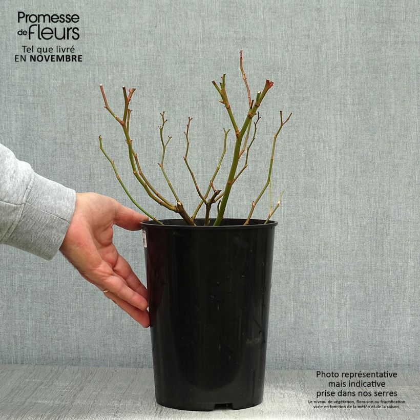 Exemplaar van Rosa Veilchenblau - Klimroos Pot van 4 l/5 l zoals geleverd in de herfst