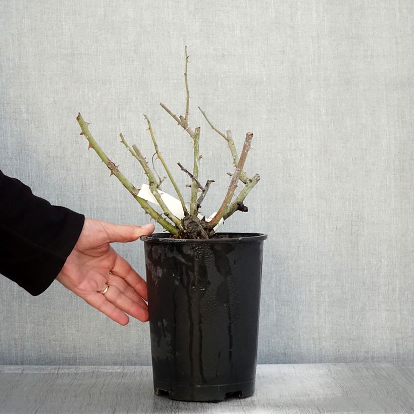 Exemplaar van Rosa Vihaïpi - Klimroos Pot van 4 l/5 l zoals geleverd in de herfst