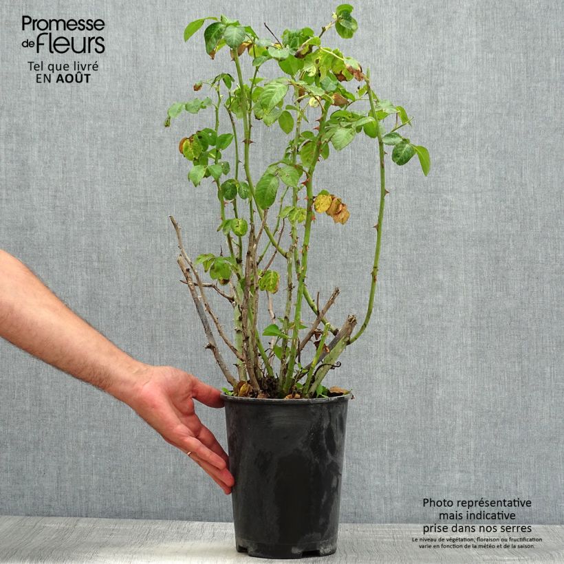 Exemplaar van Rosa Vihaïpi - Klimroos Pot van 4 l/5 l zoals geleverd in de zomer