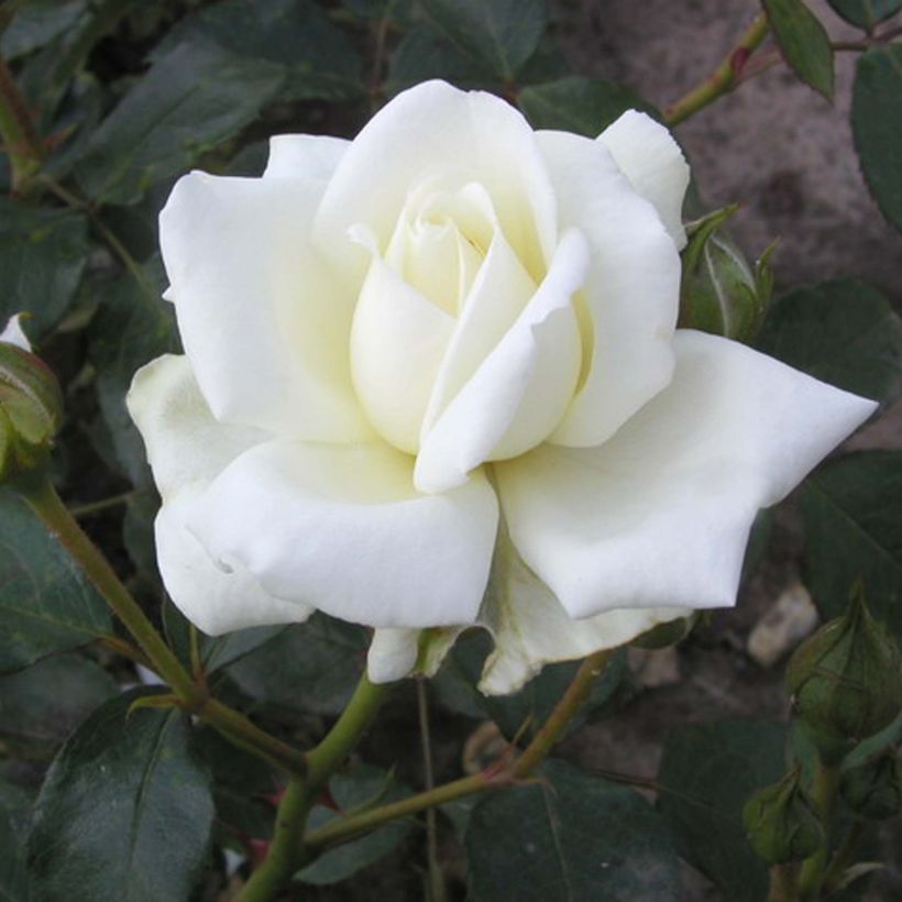 Rosa White New Dawn - Doorbloeiende klimroos (Bloei)