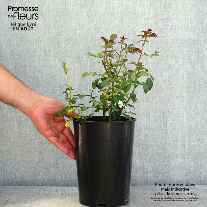 Exemplaar van Rosa White New Dawn - Doorbloeiende klimroos Pot van 4 l/5 l zoals geleverd in de zomer