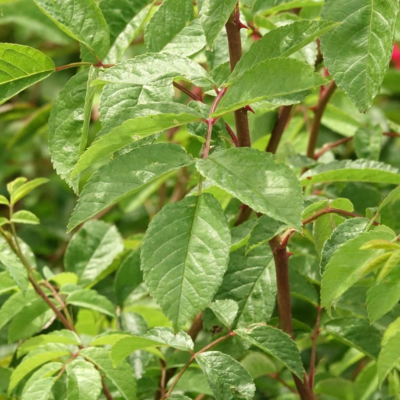 Rosa Wilderode - Klimroos (Blad)