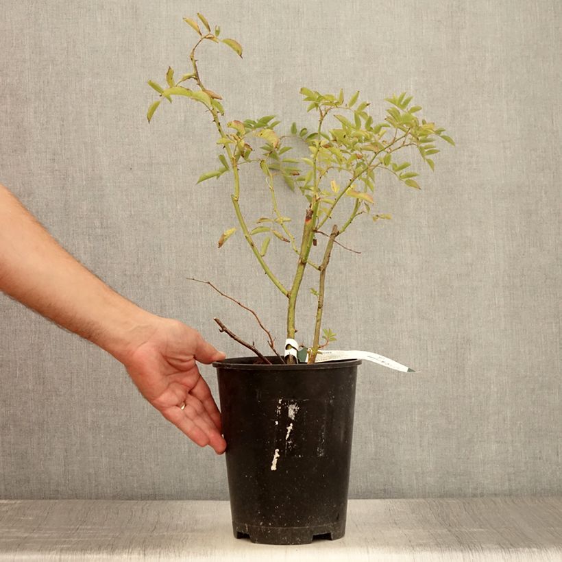 Exemplaar van Rosa Wilderode - Klimroos Pot van 4 l/5 l zoals geleverd in de zomer