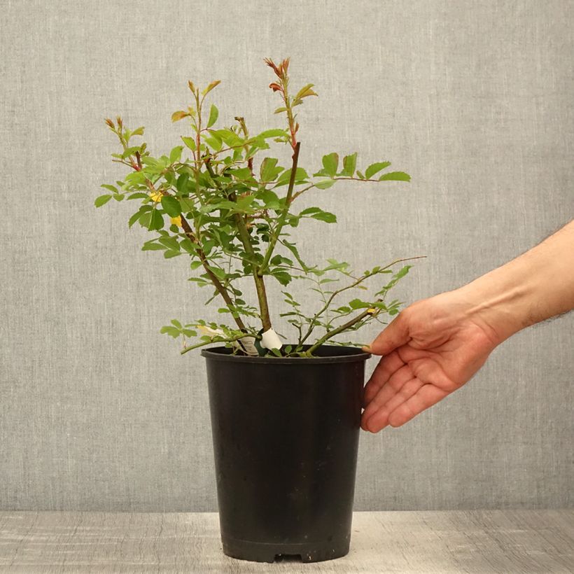 Example of Rosa Wilderode - Klimroos Pot van 4 l/5 l as you get in printemps