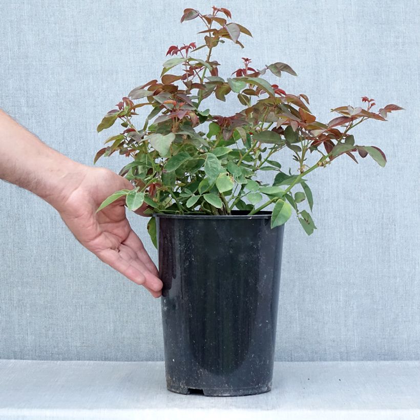 Exemplaar van Rosa Zephirine Drouhin - Doorbloeiende Klimroos Pot van 4 l/5 l zoals geleverd in de zomer