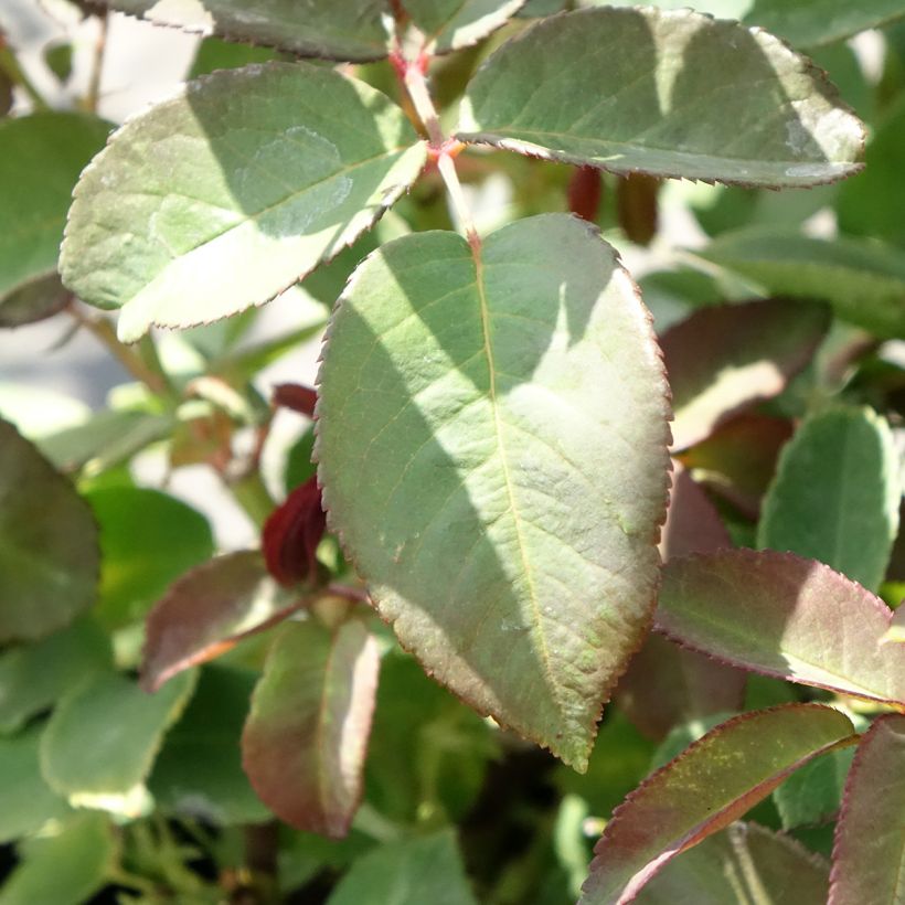 Rosa Zephirine Drouhin - Doorbloeiende Klimroos (Blad)