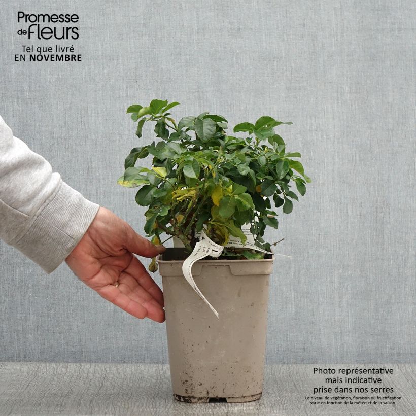 Exemplaar van Rosa Jardin des Tuileries - Trosroos Pot van 3 l/4 l zoals geleverd in de herfst
