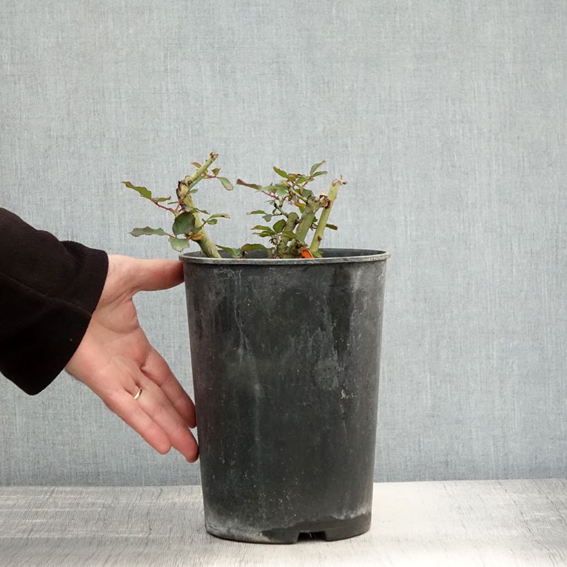 Exemplaar van Rosier Jubilé du Prince de Monaco Pot de 4L/5L zoals geleverd in de herfst