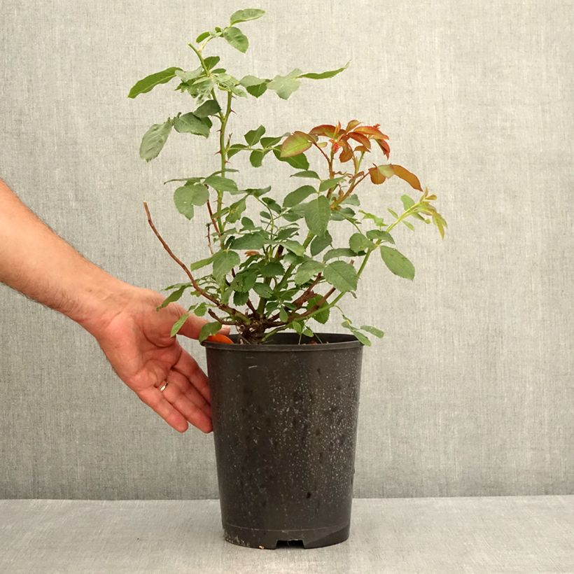 Exemplaar van Rosa Jubilé du Prince de Monaco - Trosroos Pot van 4 l/5 l zoals geleverd in de zomer