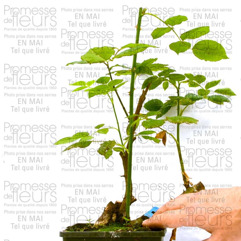 Example of Rosa Generosa® Ladurée - Struikroos Pot van 4 l/5 l as you get