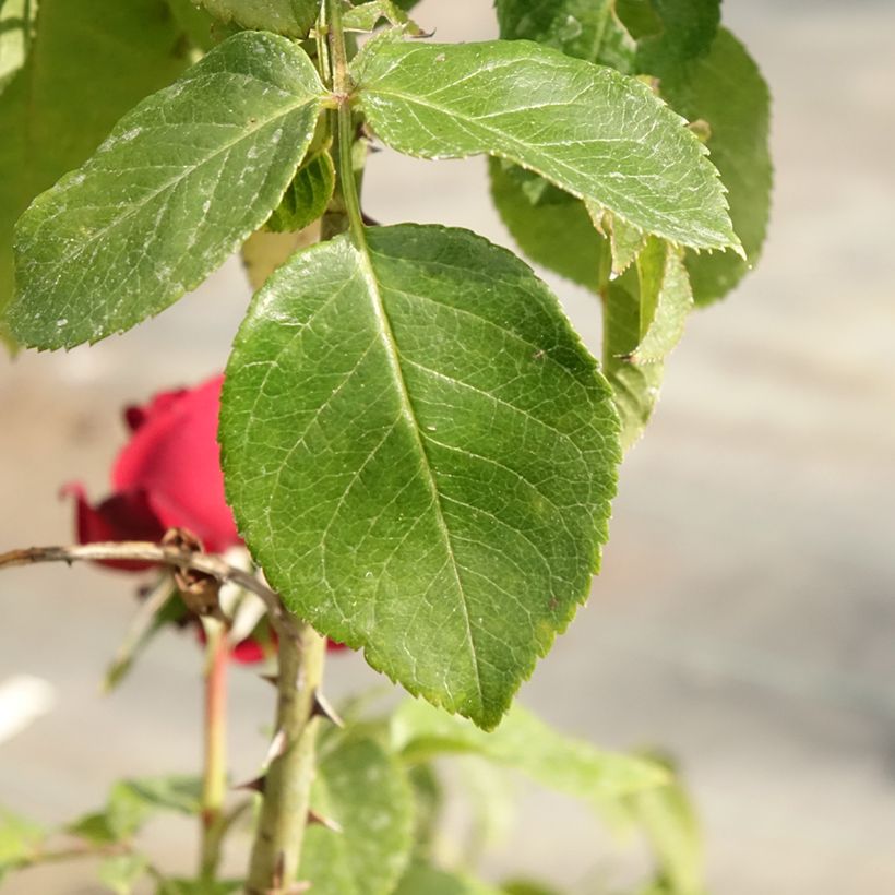 Rosa Leo Ferré - Grootbloemige roos (Blad)