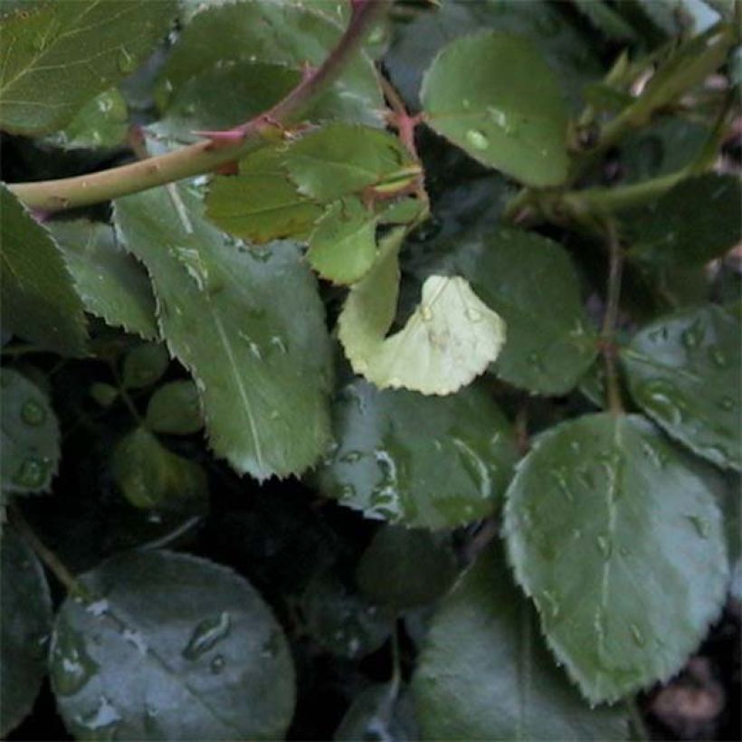 Rosa Leonardo da Vinci - Trosroos (Blad)