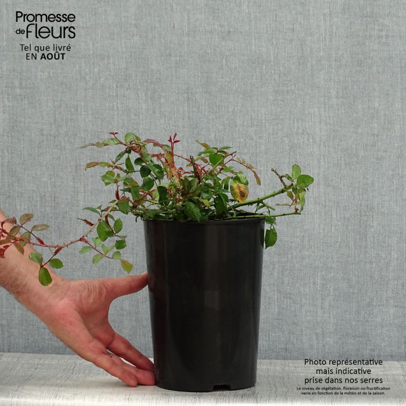 Exemplaar van Rosa Adelaide d'Orleans - Ramblerroos Pot van 4 l/5 l zoals geleverd in de zomer