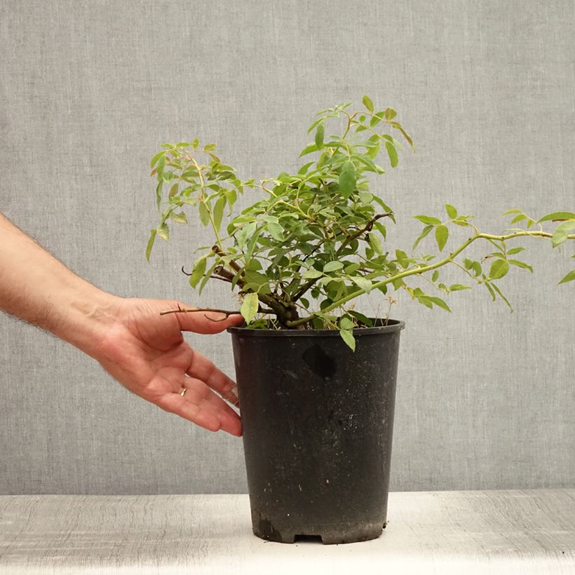 Exemplaar van Rosa Albéric Barbier - Ramblerroos Pot van 4 l/5 l zoals geleverd in de zomer