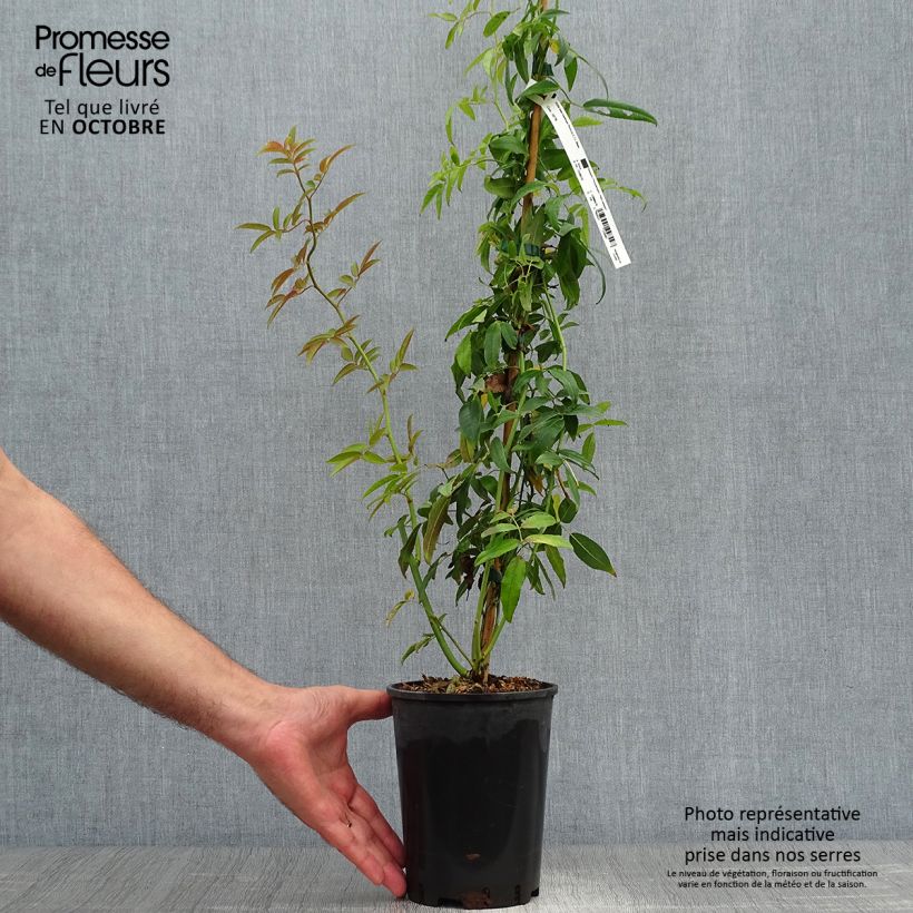 Exemplaar van Rosa banksiae Purezza - Ramblerroos Pot van 2 l/3 l zoals geleverd in de herfst
