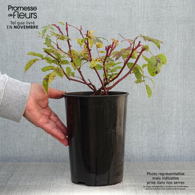 Exemplaar van Rosa Bobbie James - Ramblerroos Pot van 4 l/5 l zoals geleverd in de herfst