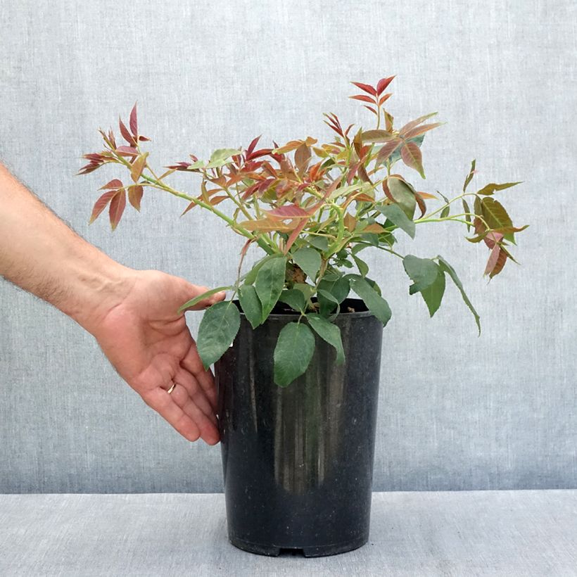 Exemplaar van Rosa filipes Kiftsgate - Ramblerroos Pot van 4 l/5 l zoals geleverd in de zomer