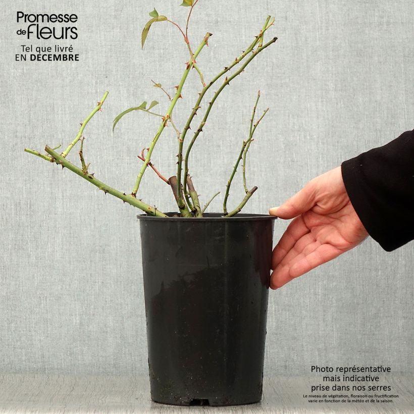 Exemplaar van Rosa Francis E. Lester - Ramblerroos Pot van 4 l/5 l zoals geleverd in de herfst