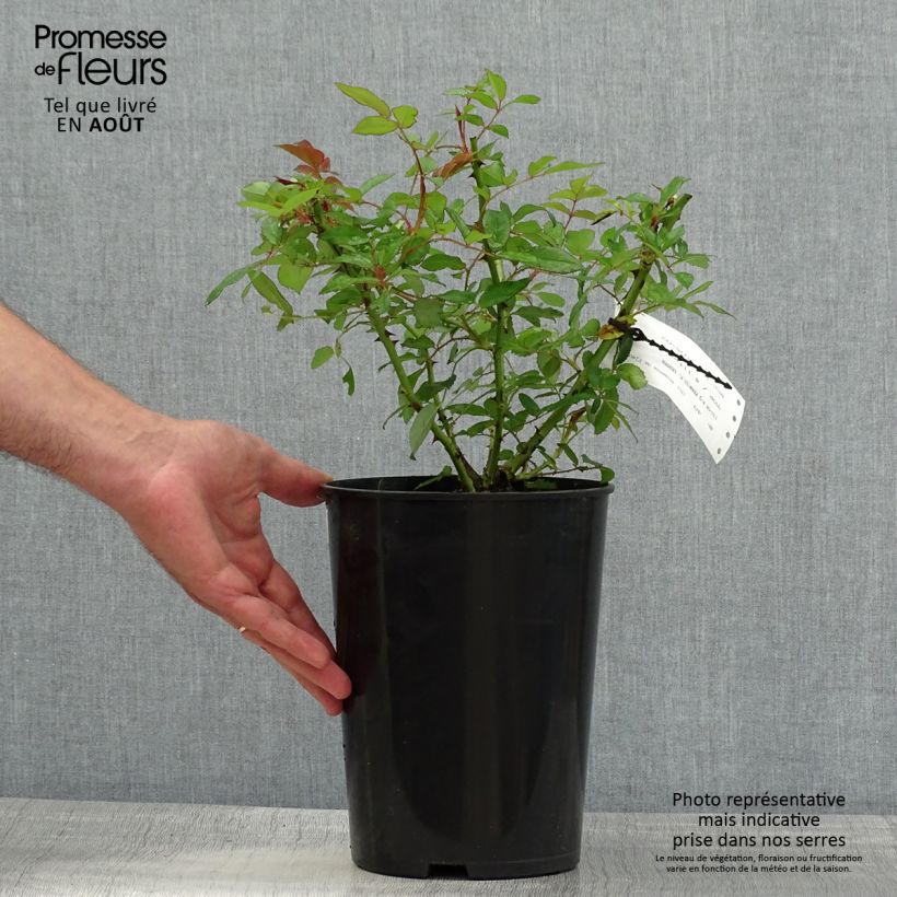 Exemplaar van Rosa Francis E. Lester - Ramblerroos Pot van 4 l/5 l zoals geleverd in de zomer