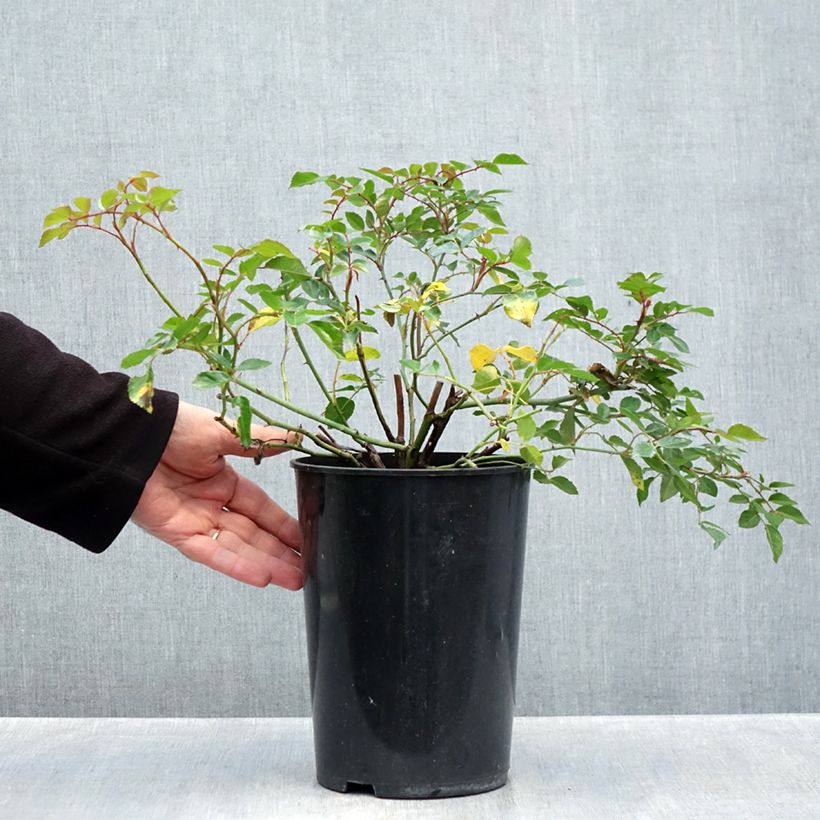 Exemplaar van Rosa François Juranville - Ramblerroos Pot van 4 l/5 l zoals geleverd in de herfst