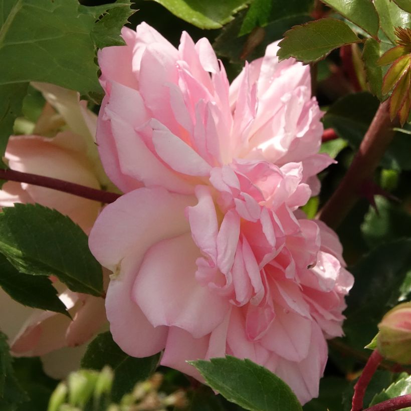 Rosa François Juranville - Ramblerroos (Bloei)